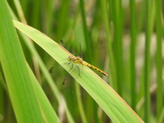 Sympetrum eroticum