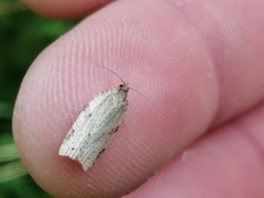 Clepsis spectrana