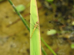 Sympetrum eroticum