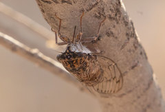 Cicada barbara lusitanica