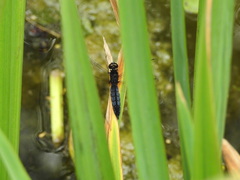 Lyriothemis pachygastra