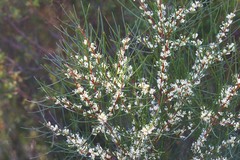 Hakea actites