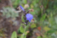 Dracocephalum grandiflorum