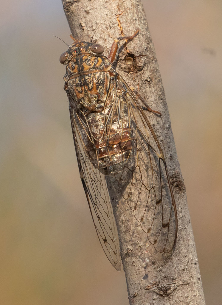 Cicada barbara
