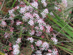 Leionema hillebrandii