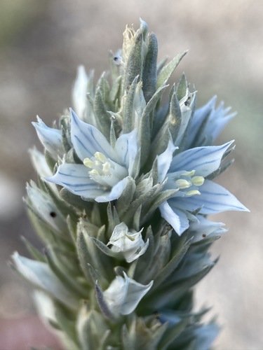 Image of Frasera tubulosa by (c) Matt Berger, some rights reserved (CC BY)