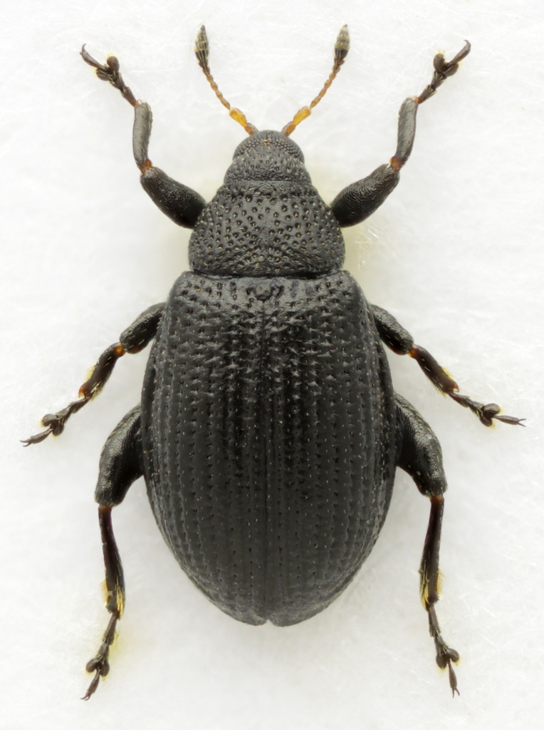 Rhamphus