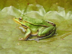 Pelophylax nigromaculatus