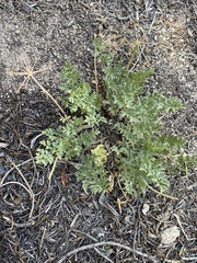 Tauschia parishii