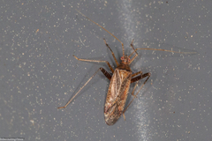 Phytocoris ulmi