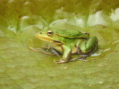 Pelophylax nigromaculatus