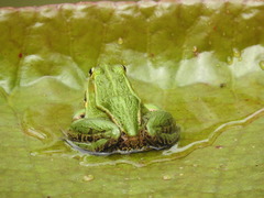 Pelophylax nigromaculatus