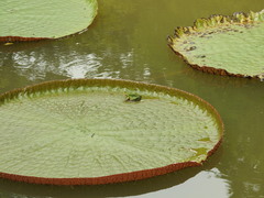 Pelophylax nigromaculatus