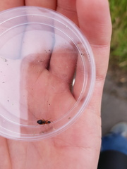 Stenolophus teutonus