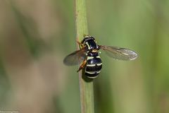 Xanthogramma citrofasciatum