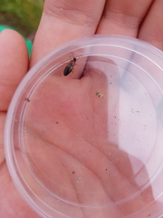 Stenolophus teutonus