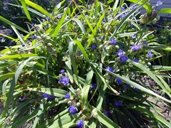 Tradescantia × andersoniana