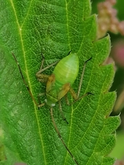 Adelphocoris