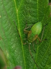 Adelphocoris