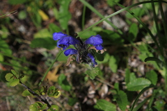 Dracocephalum grandiflorum
