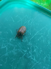 Melolontha melolontha