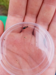 Stenolophus teutonus