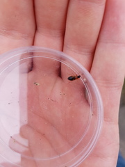 Stenolophus teutonus