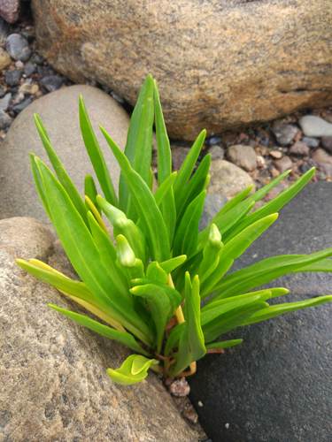 Sea aster (Aster tripolium)