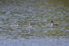 Podiceps cristatus