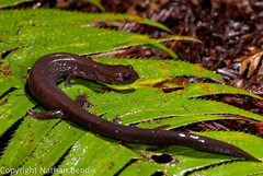 Plethodon elongatus