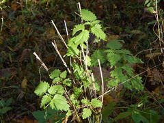 Urtica chamaedryoides