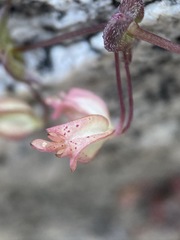 Erythranthe angulosa