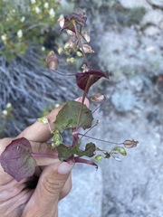 Erythranthe angulosa