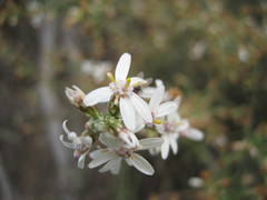 Olearia lanuginosa