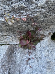 Erythranthe angulosa