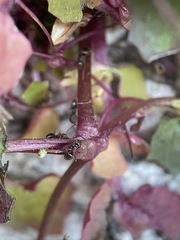 Erythranthe angulosa