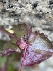 Erythranthe angulosa