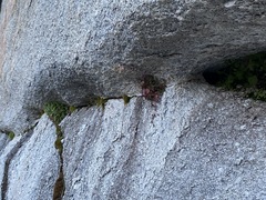 Erythranthe angulosa