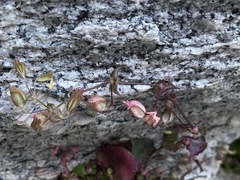 Erythranthe angulosa