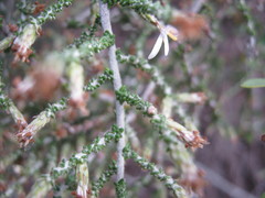 Olearia lanuginosa
