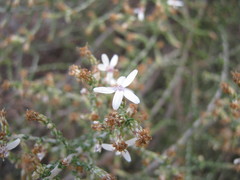 Olearia lanuginosa