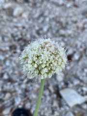 Eriogonum latens