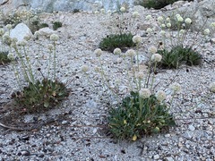 Eriogonum latens
