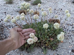 Eriogonum latens