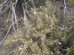 Olearia lanuginosa