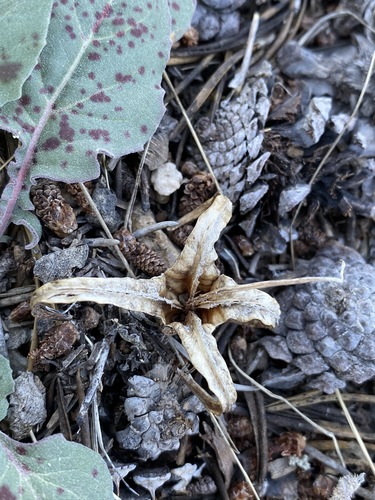 Image of Oenothera xylocarpa by (c) Matt Berger, some rights reserved (CC BY)