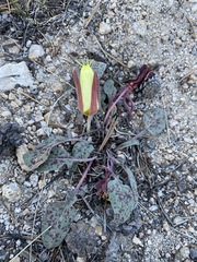 Oenothera xylocarpa