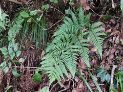 Dryopteris sacrosancta