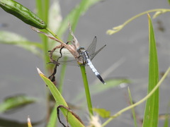Orthetrum albistylum speciosum