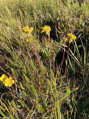 Image of Ivesia lycopodioides by (c) Matt Berger, some rights reserved (CC BY)
